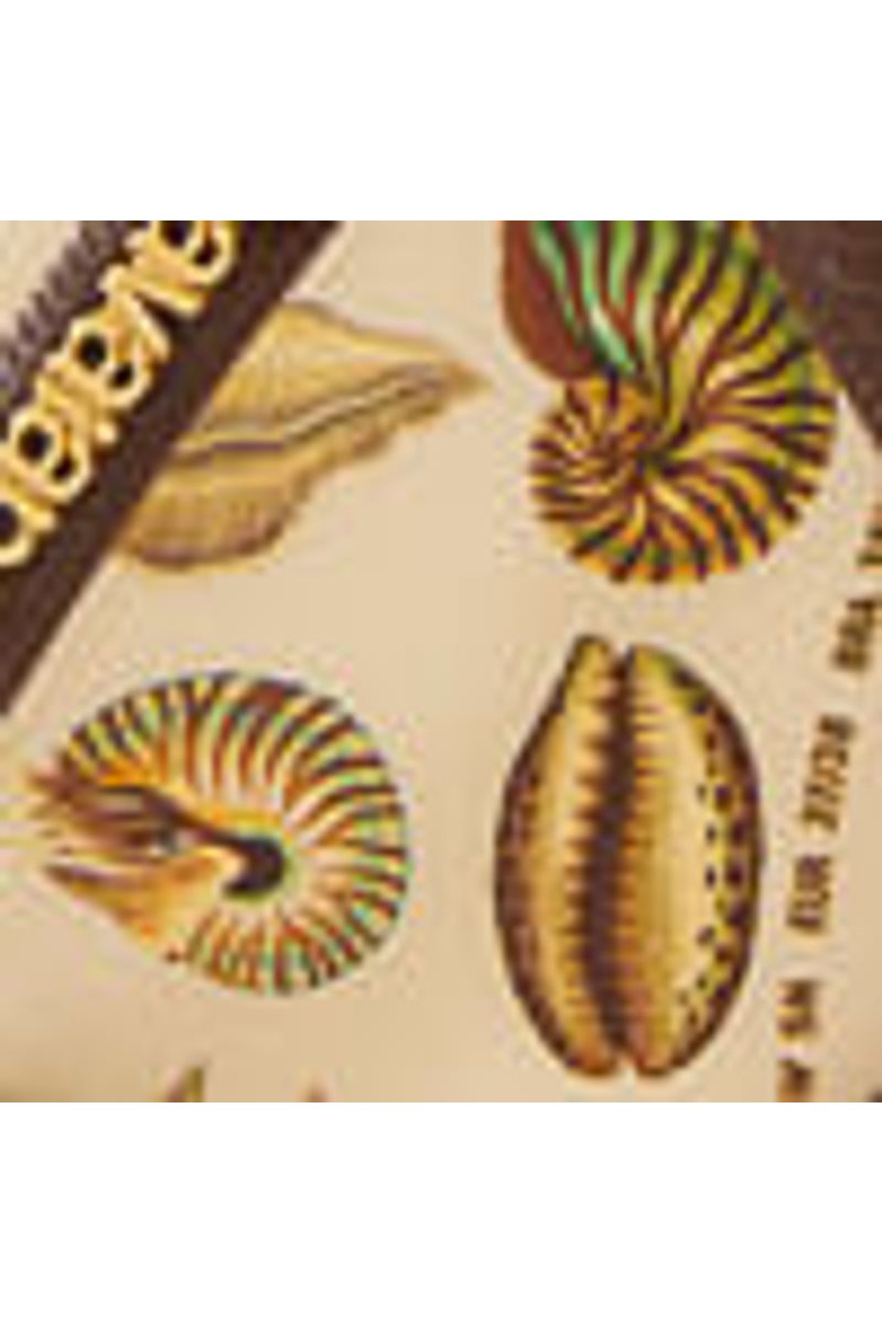 Havaianas Conchas