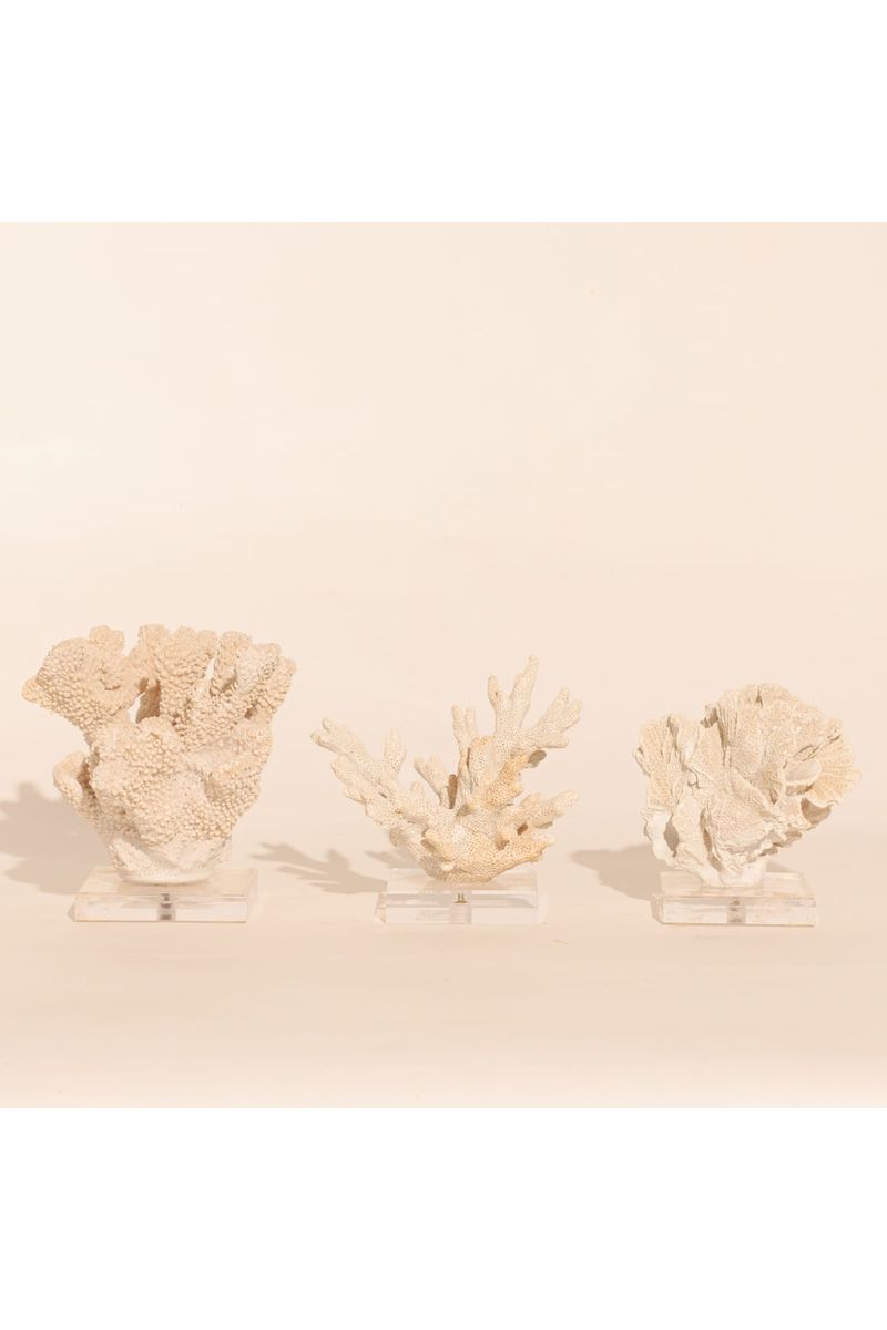 Coral Bardi Off White