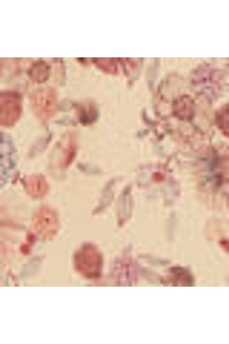 Blusa Sem Alça Ggt Estampa Fleur