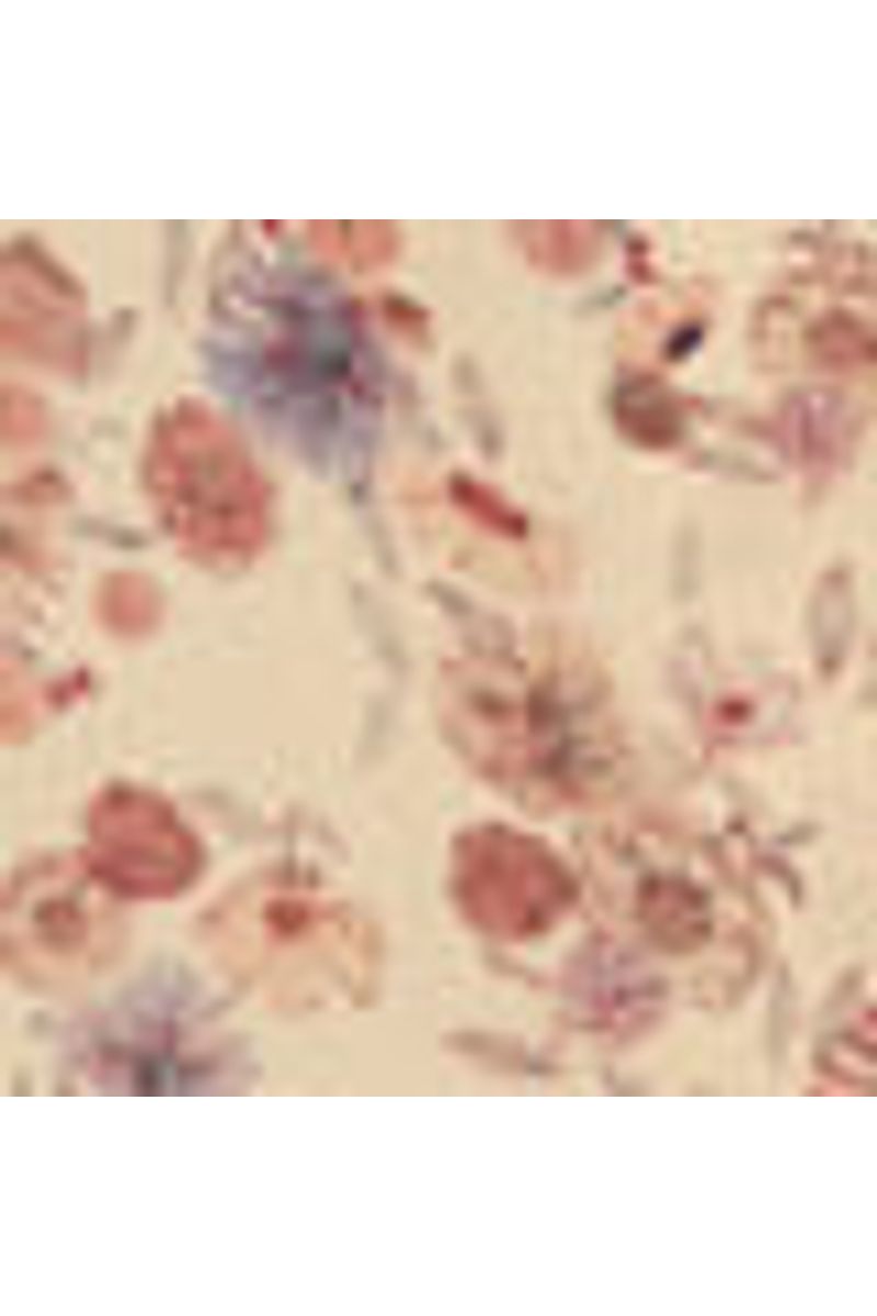 Calca Ggt Estampa Fleur